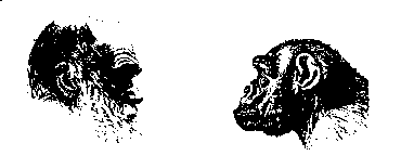 Darwin: face to face